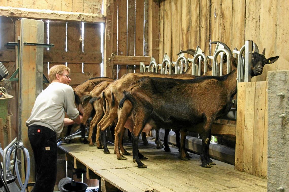 Sechs Bunte Deutsche Edelziegen stehen auf dem selbst gebauten Melkstand und werden der Reihe nach von Peter Herold gemolken. Der Kuhnweiler Hof bei Großerlach ist ein Bioland-Betrieb. Die Erzeugnisse und auch von außen bezogene Waren werden im Hofladen verkauft.