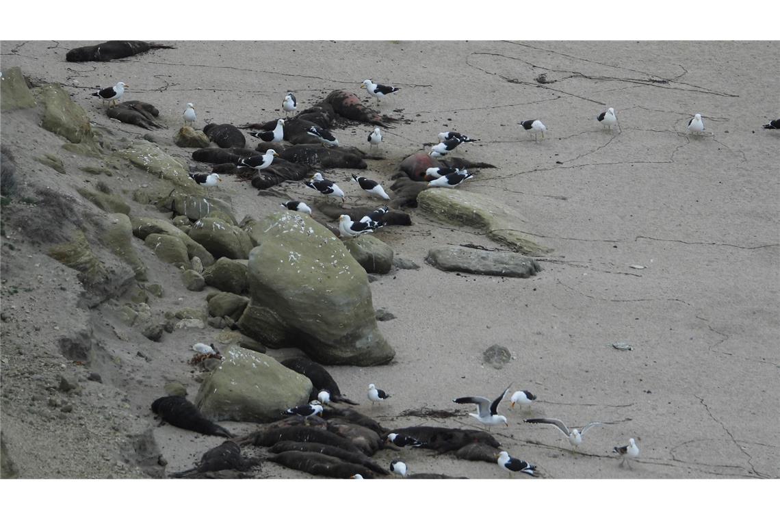 Vogelgrippe breitete sich unter See-Elefanten aus See-Elefanten in Argentinien wurden von der Vogelgrippe besonders schwer getroffen. Hier sind tote Tiere an einem Strand zu sehen.