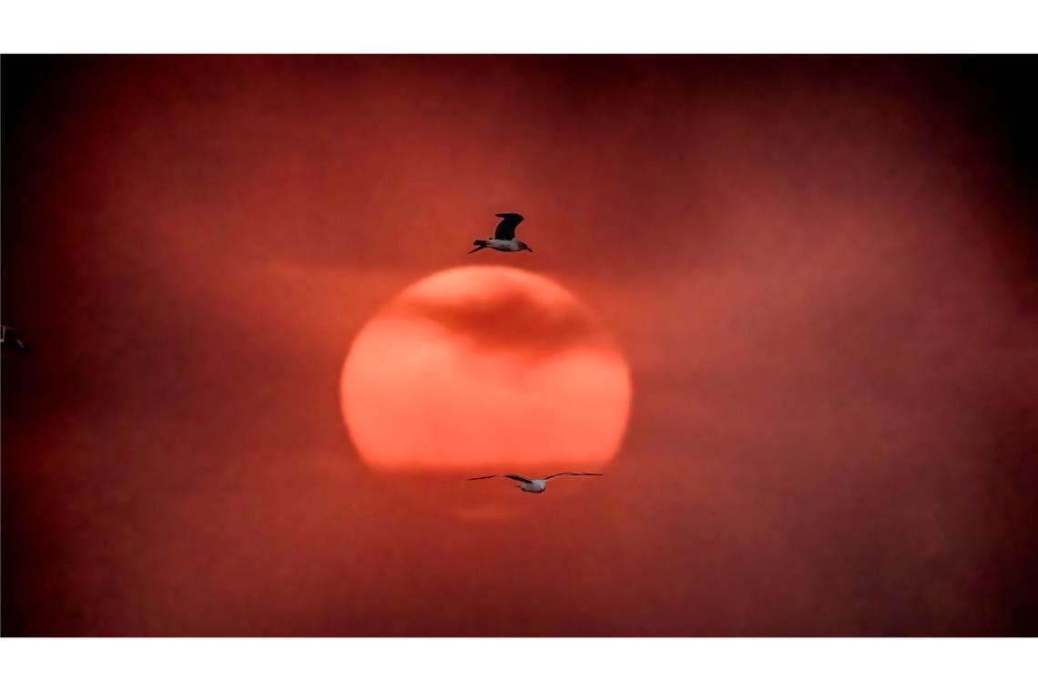 Bilder des Tages Seevögel fliegen bei Sonnenuntergang an der untergehenden Sonne vorbei, während der Himmel durch einen Waldbrand in den Pacific Palisades in Kalifornien verdunkelt ist.