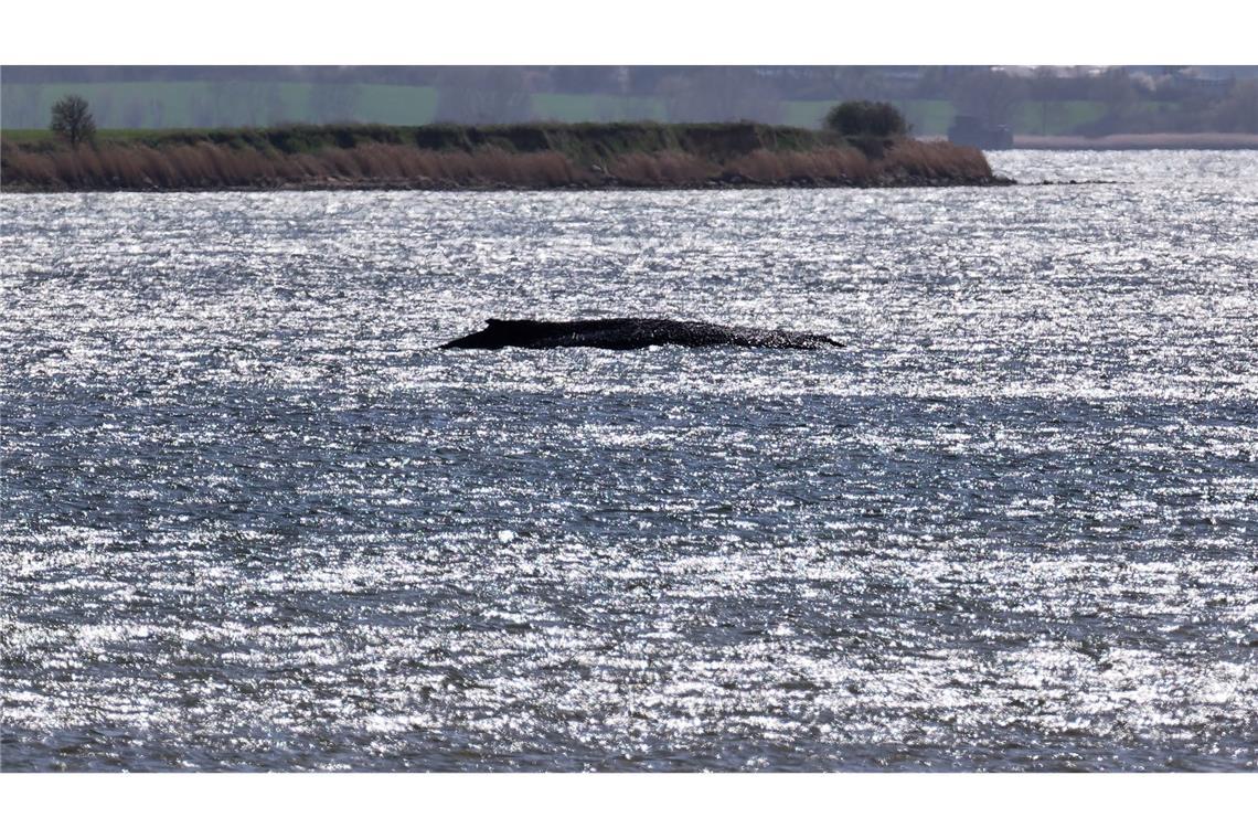 Verletzter Buckelwal – Gutachten am Dienstag erwartet