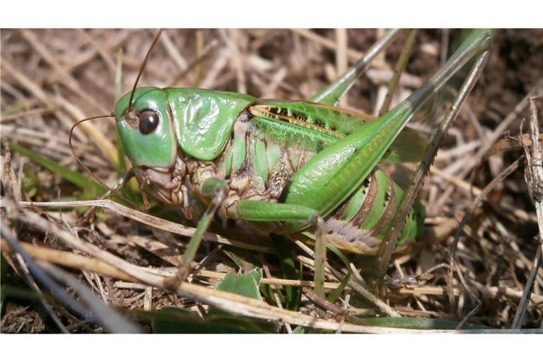 Seinen Namen erhielt der Warzenbeißer aufgrund eines alten Volksglaubens. (Foto - Handout)