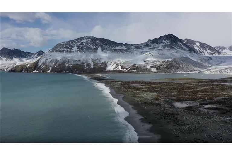 Seit 2022 grassiert die größte je dokumentierte Vogelgrippewelle.