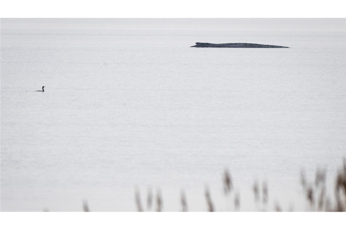 Seit dem 31. März liegt der Buckelwal in etwa 1,50 Meter Wassertiefe vor Poel.