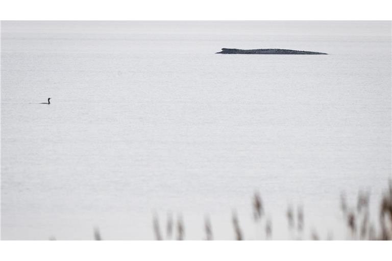 Seit dem 31. März liegt der Buckelwal in etwa 1,50 Meter Wassertiefe vor Poel.