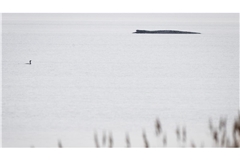 Seit dem 31. März liegt der Buckelwal in etwa 1,50 Meter Wassertiefe vor Poel.