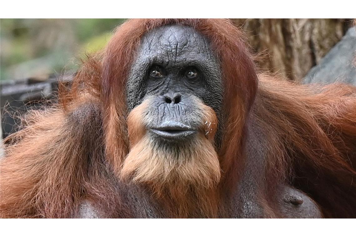 Wohl ältester Orang-Utan der Welt - Ziehsohn hält Bella fit Seit mehr als 60 Jahren lebt Bella schon im Tierpark Hagenbeck - dank menschlicher Pflege und medizinischer Versorgung.