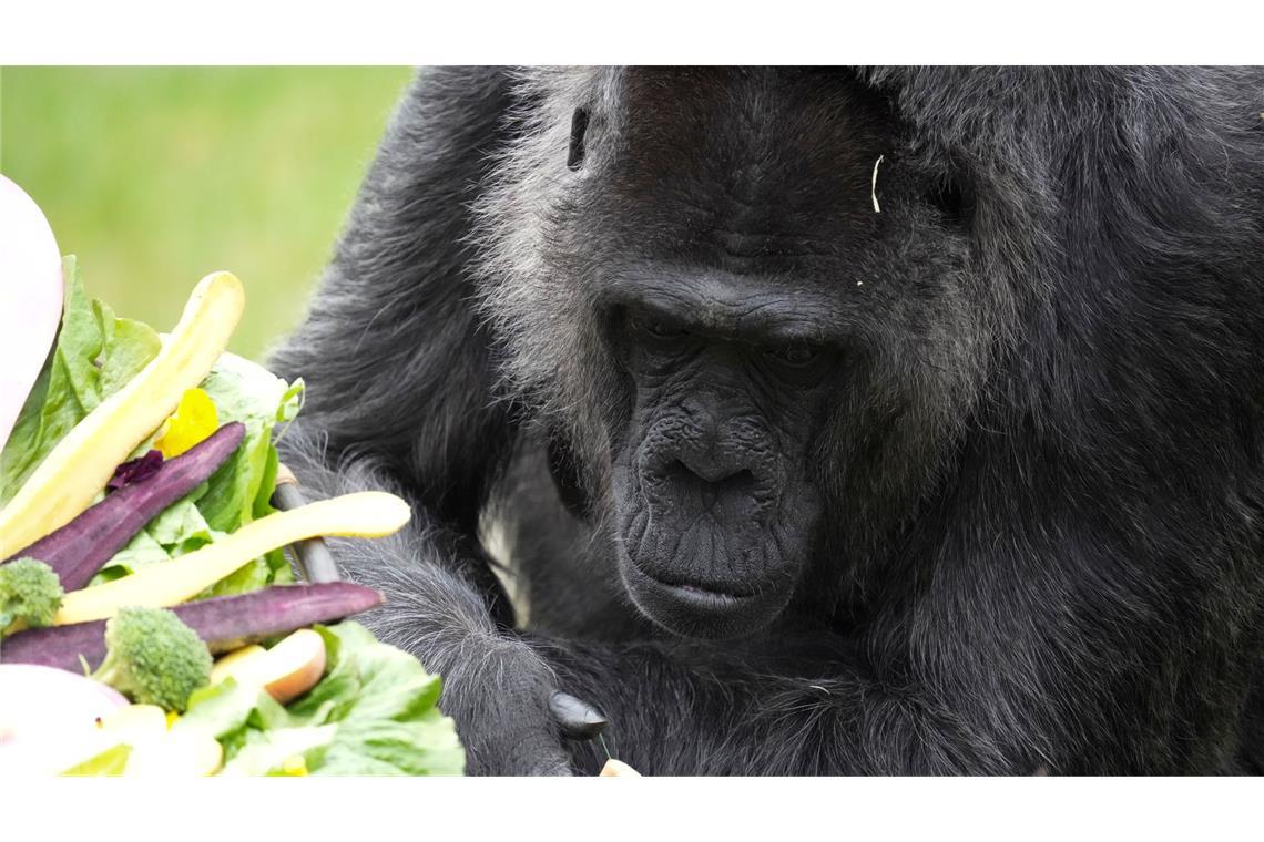 Seit mehr als sechs Jahrzehnten lebt Fatou im Berliner Zoo.
