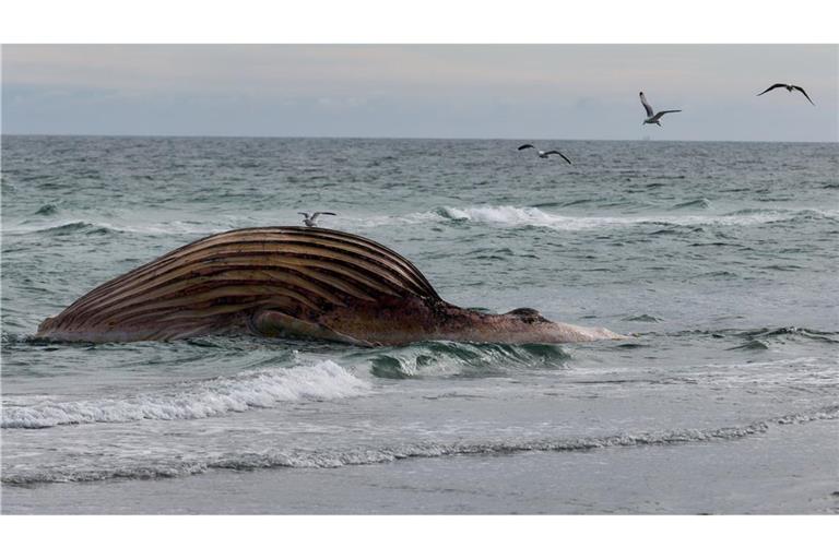 Seit rund zwei Wochen liegt der Kadaver aufgebläht am Strand von Anholt.