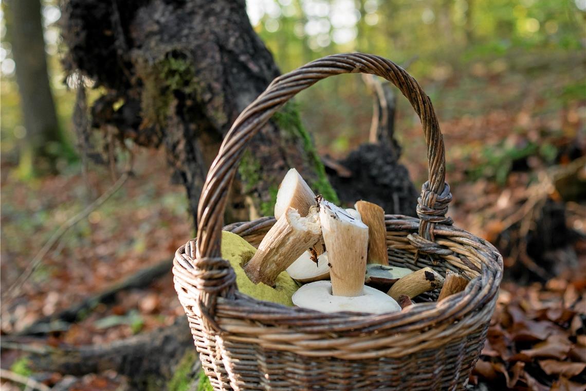 Selbst für Pilzexperten, die wissen, wo sie suchen müssen, ist es dieses Jahr im Schwäbisch-Fränkischen Wald schwer, ein Körbchen mit Pilzen zu füllen. Foto: Andreas Scholz