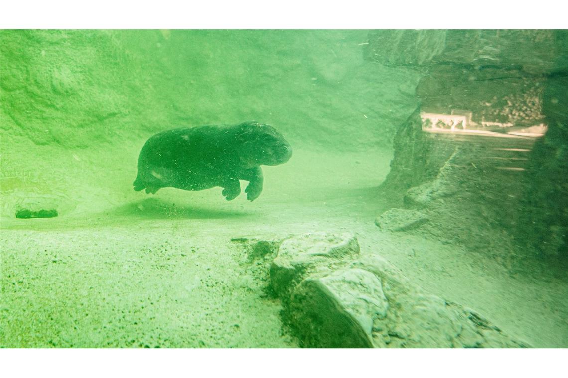 Warum wir Tierbabys so süß finden Selbst unter Wasser ist Toni einfach süß (Archivbild).