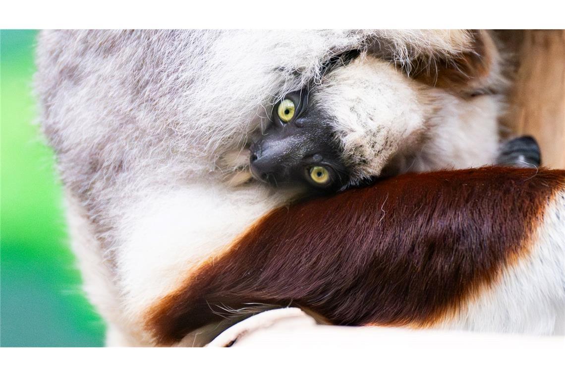 Seltene Geburt im Kölner Zoo: Erstes Coquerel-Sifaka-Baby Europas
