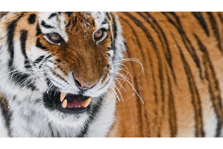 Sibirischer Tiger: Bei einem Angriff in einem britischen Zoo ist ein Mann ums Leben gekommen (Symbolfoto).
