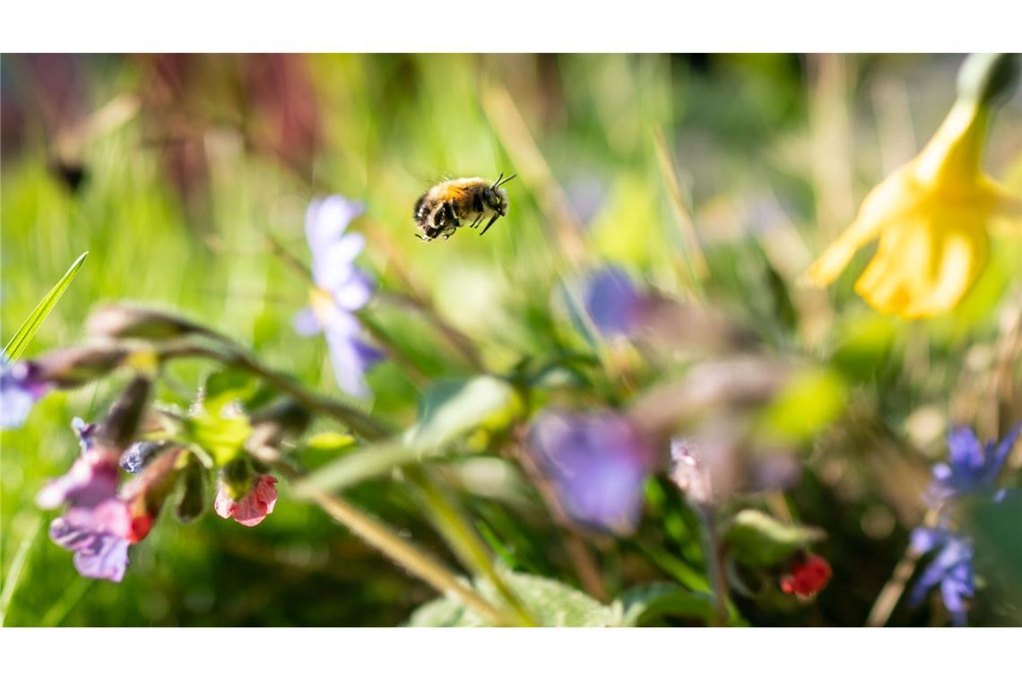 Aktion: Warum der Rasenmäher im Mai im Schuppen bleiben soll Sich an der bunten Natur freuen statt zu mähen - dafür wirbt die Aktion "mähfreier Mai"