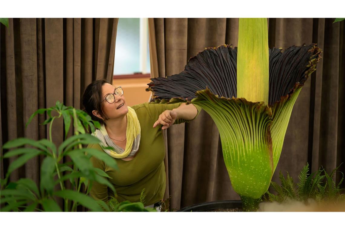 Fans feiern "Putricia": Seltene Stinke-Blume in Sydney blüht