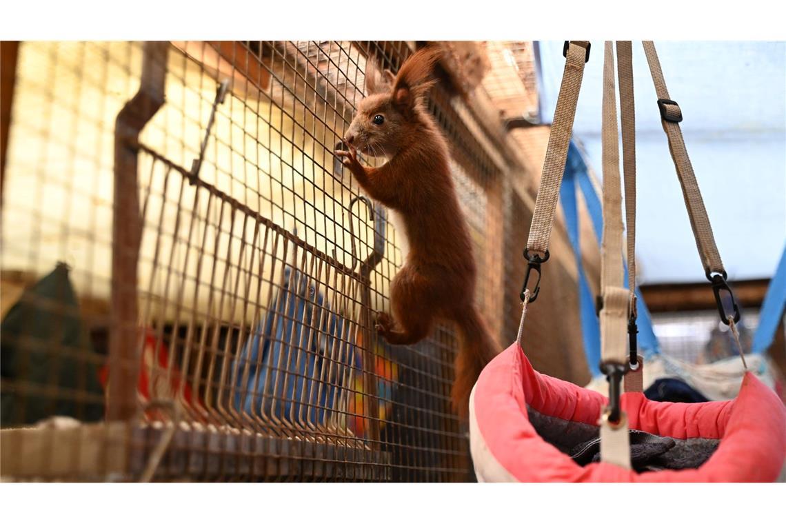 Wenn Eichhörnchen vom Ast fallen: Klimawandel schwächt Tiere Sie wollen klettern. Ein Blick in die Auffangstation der Eichhörnchen-Hilfe im brandenburgischen Teltow - ein Projekt der Organisation Aktion Tier.