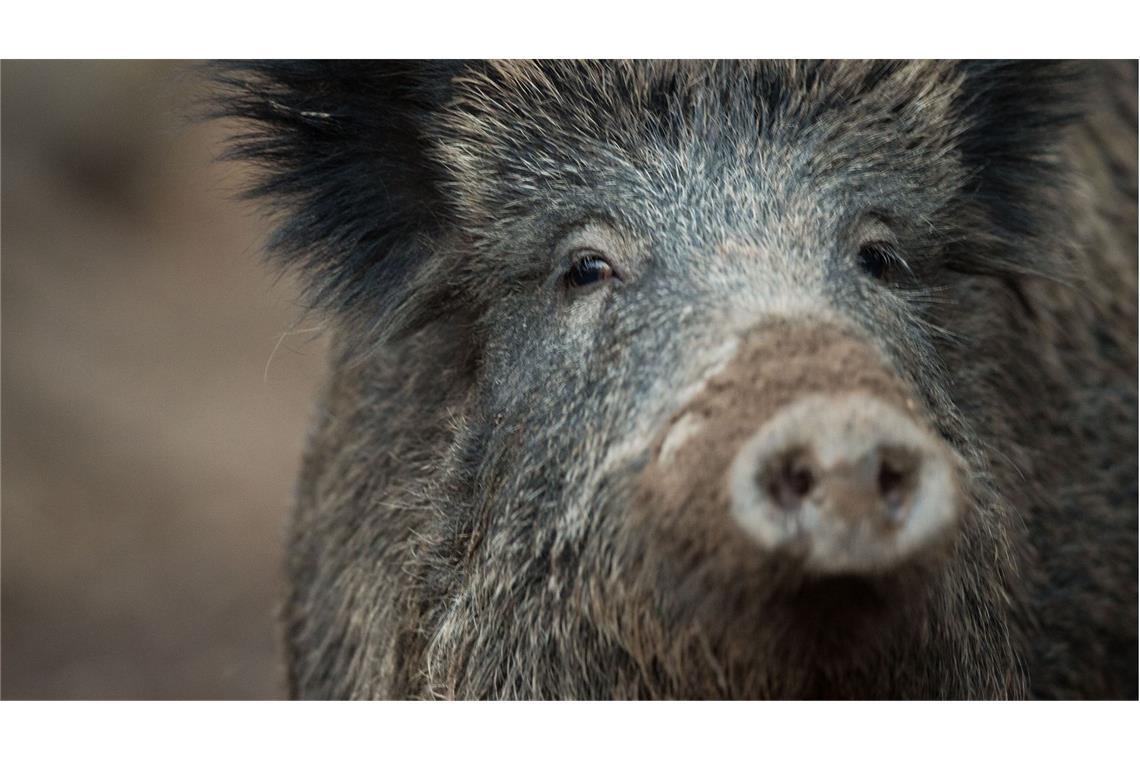 Sieben neue Schweinepest-Fälle bei Mannheim entdeckt Sieben infizierte Wildschweine wurden entdeckt (Symbolbild).