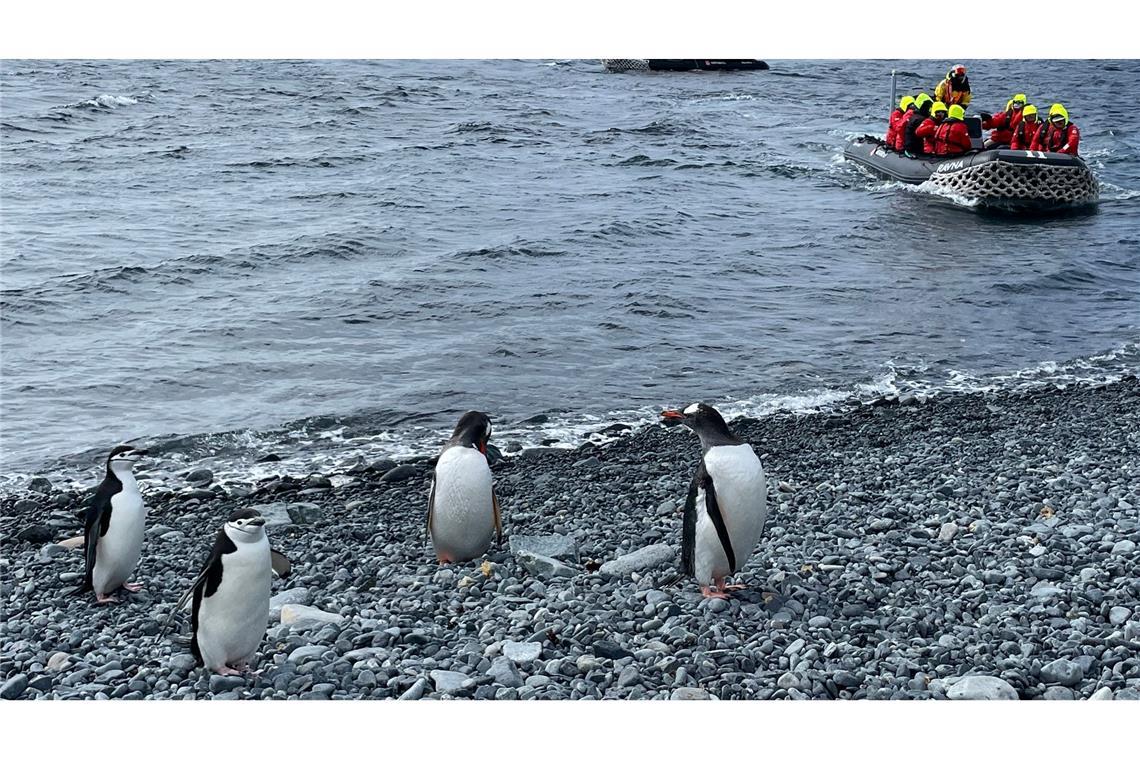 Influencer im ewigen Eis: Wird die Antarktis zum Massenziel? Sind die Pinguine wegen der vielen Besucher gestresst? Da gehen die Meinungen auseinander.