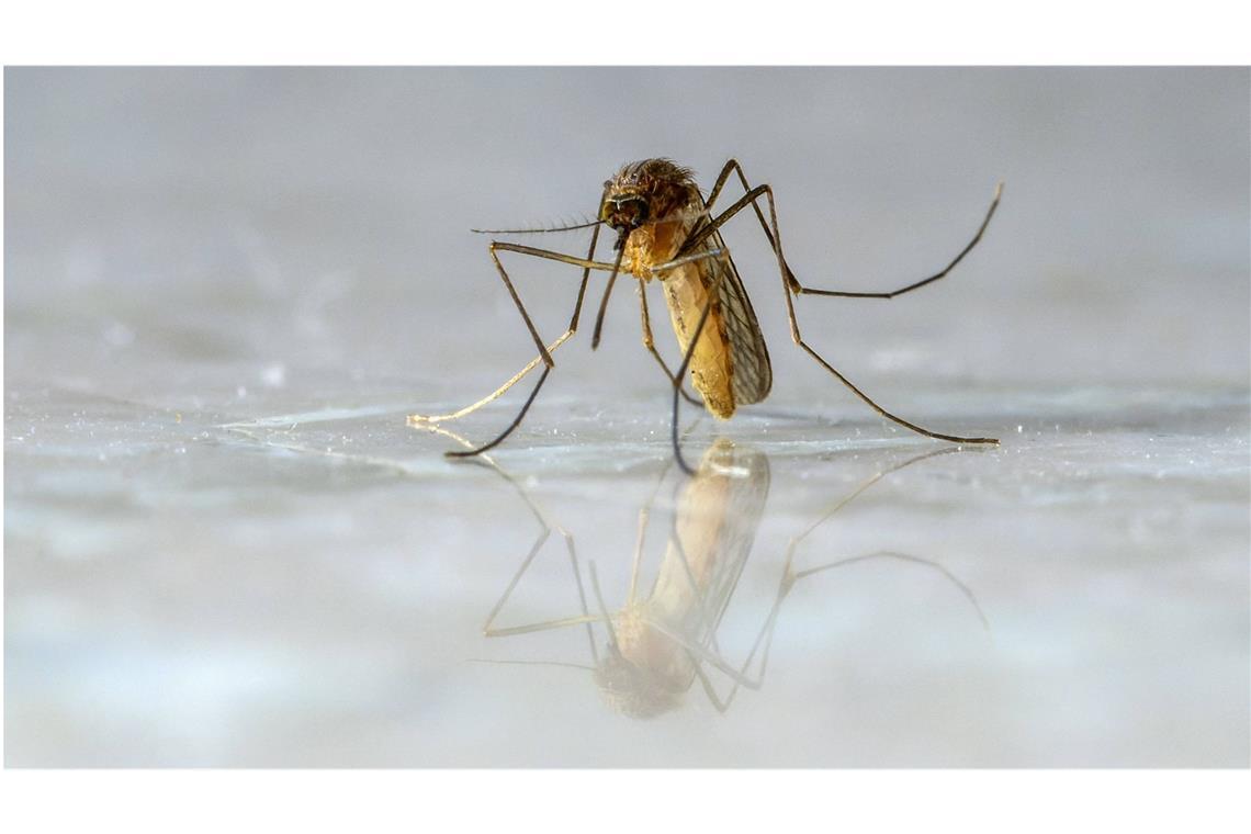 Viele „Krankheit X“-Patienten im Kongo haben Malaria Sind Malaria-Erreger, die von Stechmücken weitergegeben werden, für den Ausbruch der mysteriösen „Krankheit X“ verantwortlich?