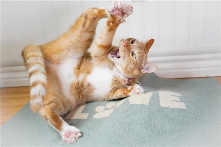 Sind orange Katzen so verrückt, wie ihr Ruf besagt?