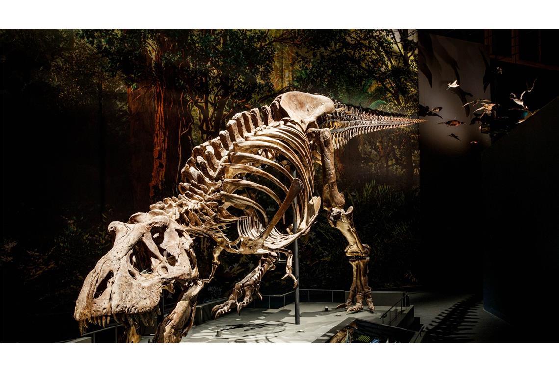 Dinosaurierzähne sind wie eine Klima-Zeitkapsel Skelett eines Tyrannosaurus rex. am Fundort in Murray Ranch im US-Bundesstaat Montana.
