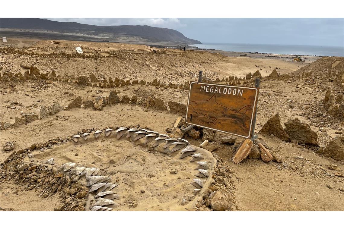 Doch kein Moppelchen: Urzeit-Hai war überraschend schlank Skelettteile des Megalodon wurden in verschiedenen Teilen der Welt gefunden, etwa in Chile. (Archivbild)