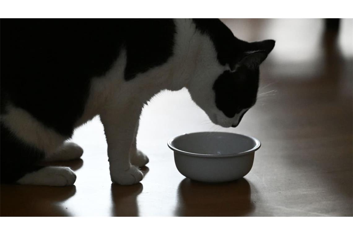 Snackspiele für Katzen können oft ganz einfach zuhause selbstgemacht werden. (Symbolbild)