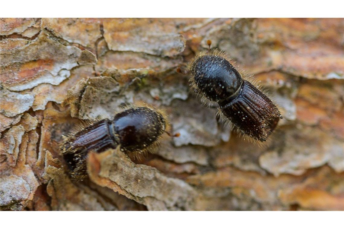 So genannte Buchdrucker, eine Käferart aus der Familie der Fichtenborkenkäfer, sitzen auf der Rinde einer Fichte. (Archivbild)