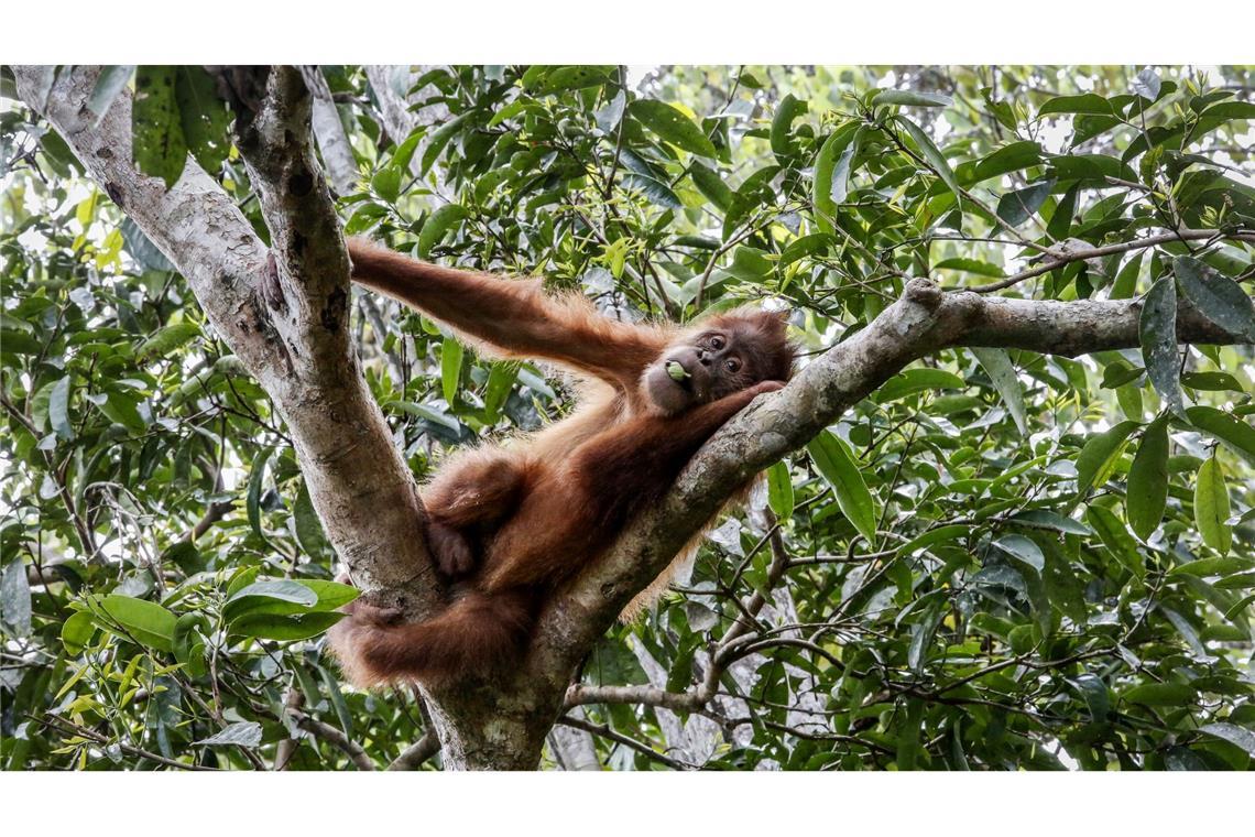 So leben Orang-Utans in der Wildnis: Entspannt in den Baumwipfeln. (Symbolbild)