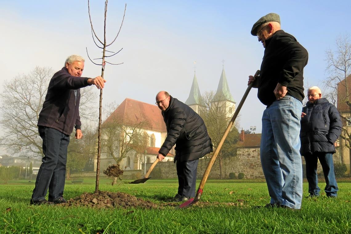Ein Jubiläumsapfelbäumchen für den Stadtgarten So, noch eine Schippe, dann ist’s vollbracht: Karl Hasenauer, Bürgermeister Armin Mößner, Wilhelm Wieland und Dieter Sattler (von links) bei der gemeinsamen Aktion. Foto: C. Schick
