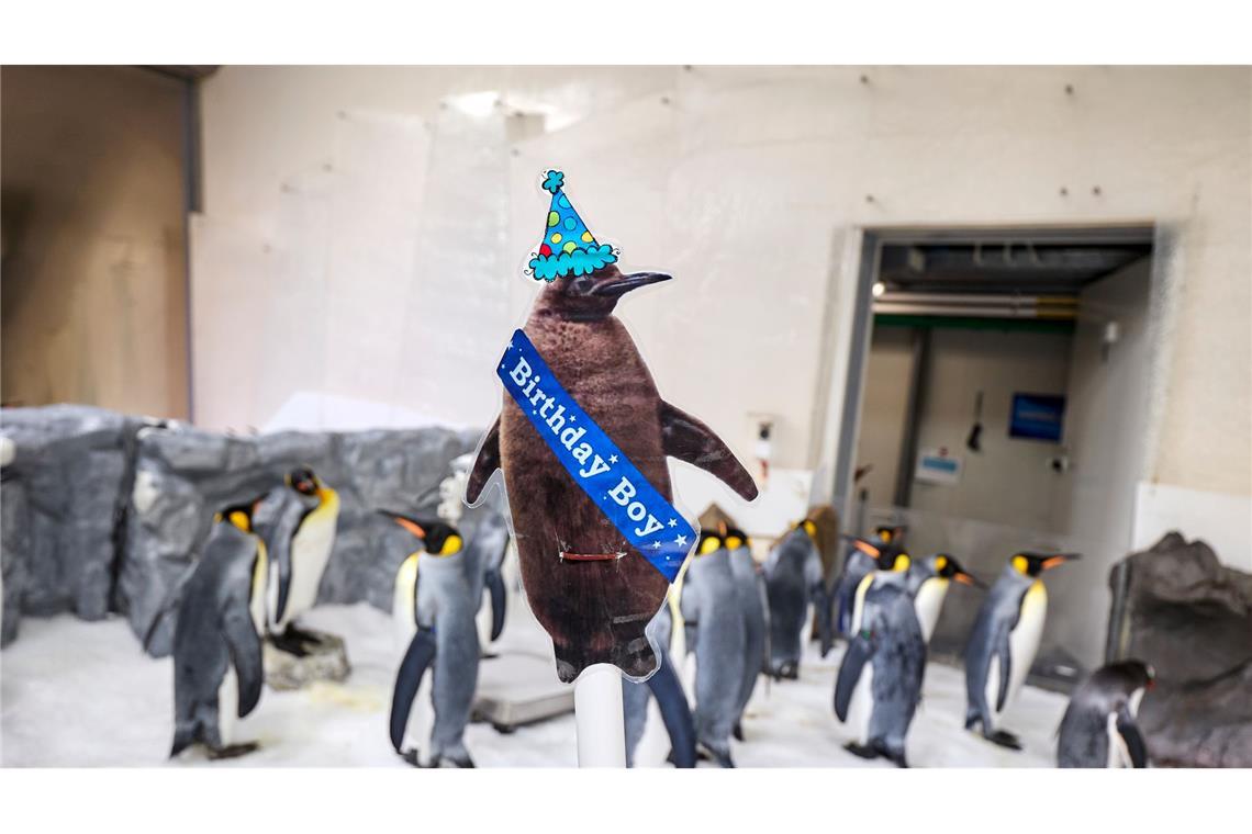 Ein Pinguin als Weltstar: Pesto feiert ersten Geburtstag So sah Pesto als Küken aus: Riesig, braun und fluffig.
