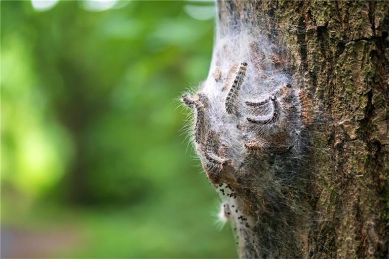 So sieht das Nest der Tiere aus.