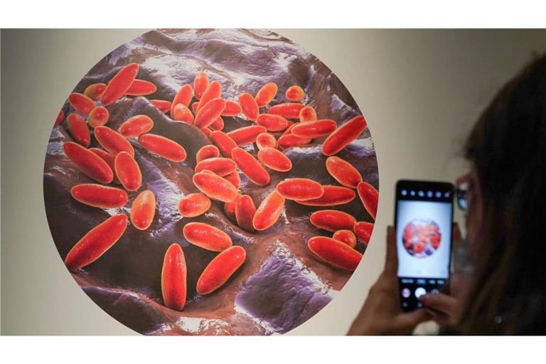 So sieht er aus, der Errger: Das für die Pest verantwortliche Bakterium Yersinia pestis.