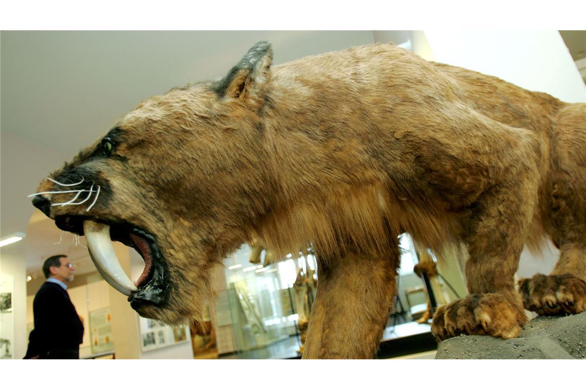 Junger Säbelzahntiger im ewigen Eis entdeckt So wie hier im Kasseler Naturkundemuseum Ottoneum könnte ein ausgewachsener Säbelzahntiger ausgesehen haben.