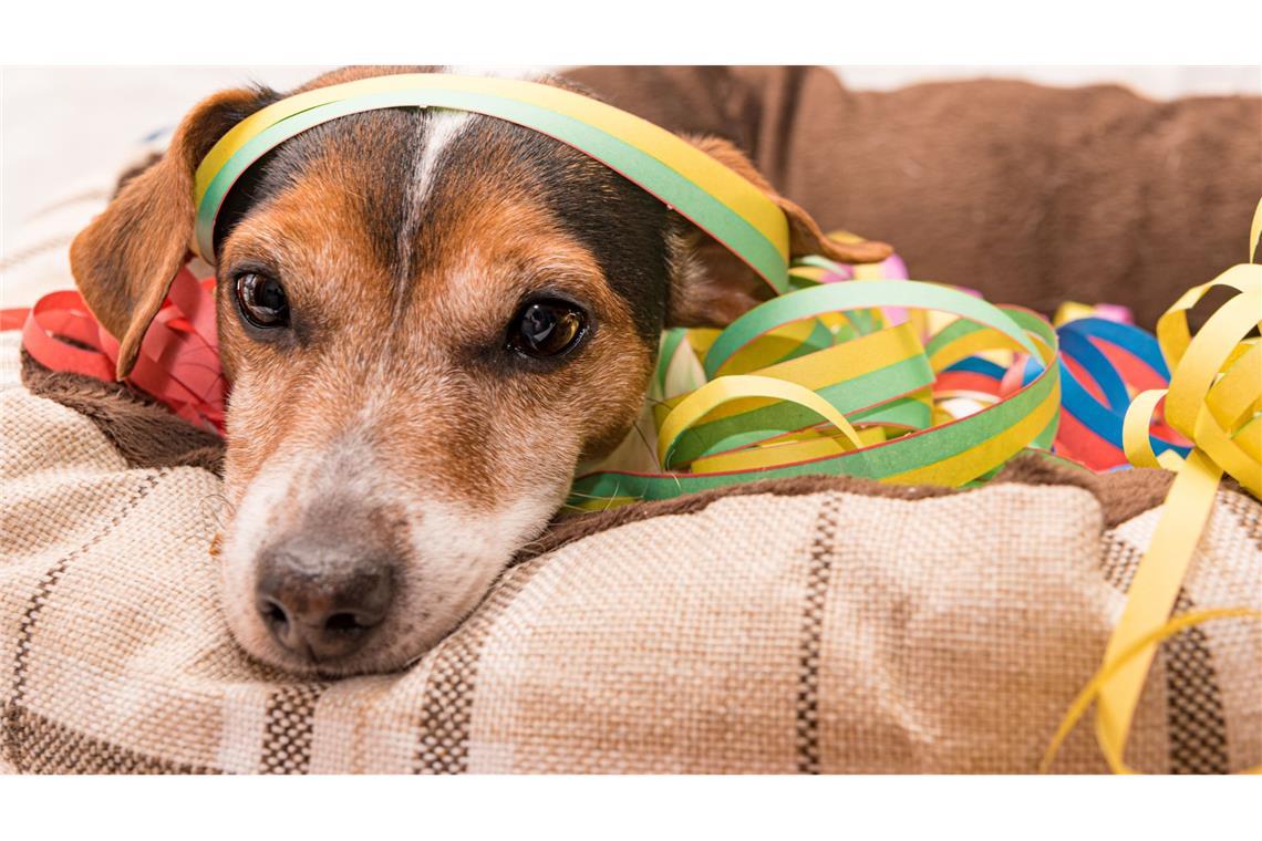 Mit diesen Tipps kommt Ihr Hund stressfrei ins neue Jahr So wünschen sich viele Hundebesitzer ihren Hund an Silvester: ruhig und entspannt.