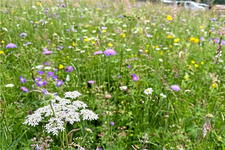 Solch eine Blütenpracht ist eine Augenweide und wertvolles Futter. Zugleich stellen artenreiche Wiesen wichtige Elemente im Biotopverbund dar und tragen dazu bei, Lebensräume zu vernetzen und die biologische Vielfalt langfristig zu sichern. Foto: Naturpark Schwäbisch-Fränkischer Wald