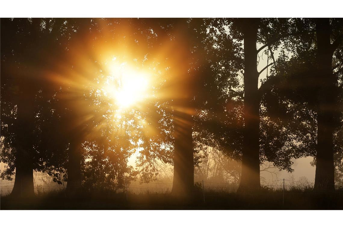 Bilder des Tages Sommertag in Riedlingen: Die aufgehende Sonne schein hinter Bäumen durch den Morgennebel.