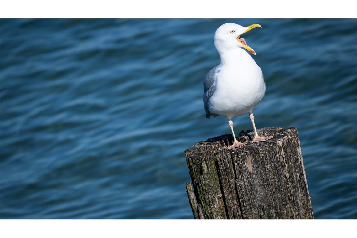 Sonne satt an der Ostsee: Möwe genießt mildes Frühlingswetter in MV