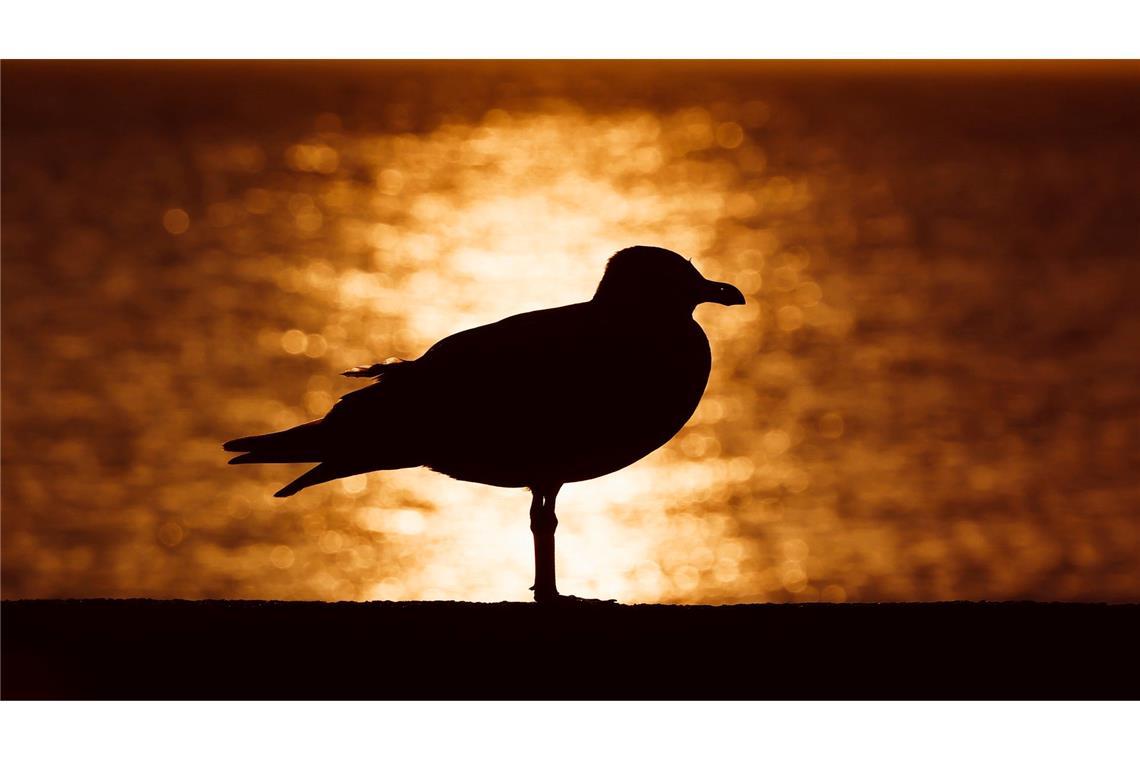 Bilder des Tages Sonnenaufgang an der Ostsee