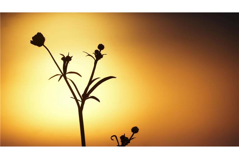 Sonnenaufgang eingetrübt