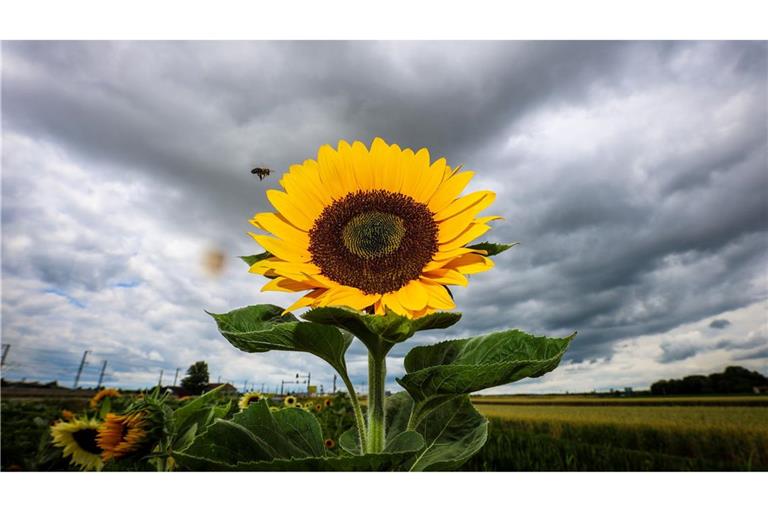 Sonnenblume leuchtet vor dunklen Wolken