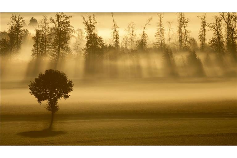 Bilder des Tages Sonnenstrahlen und Nebel am Morgen in Baden-Württemberg.