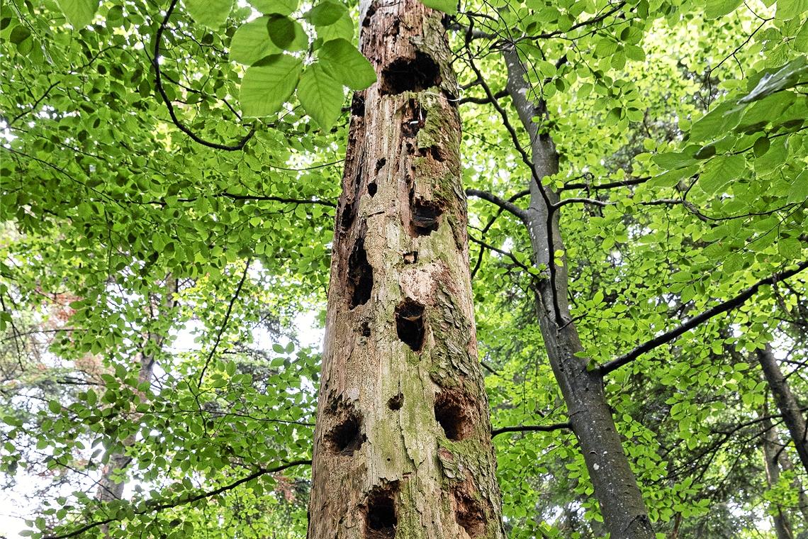 Wald im Krisenmodus Sonst eher ein Bild, das sich im Bannwald zeigt: Tote Bäume, aus denen sich der Specht die Käferlarven holt. Doch es sterben in kurzer Zeit viele Bäume, da die anhaltende Trockenheit für einen Teil des Tannenbestands nicht mehr kompensierbar ist. Fotos: J. Fiedler