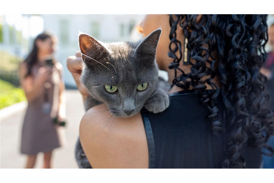 Katze auf Abwegen sorgt für Aufsehen im Weißen Haus Sophie wurde wieder mit ihrem Besitzer vereint.