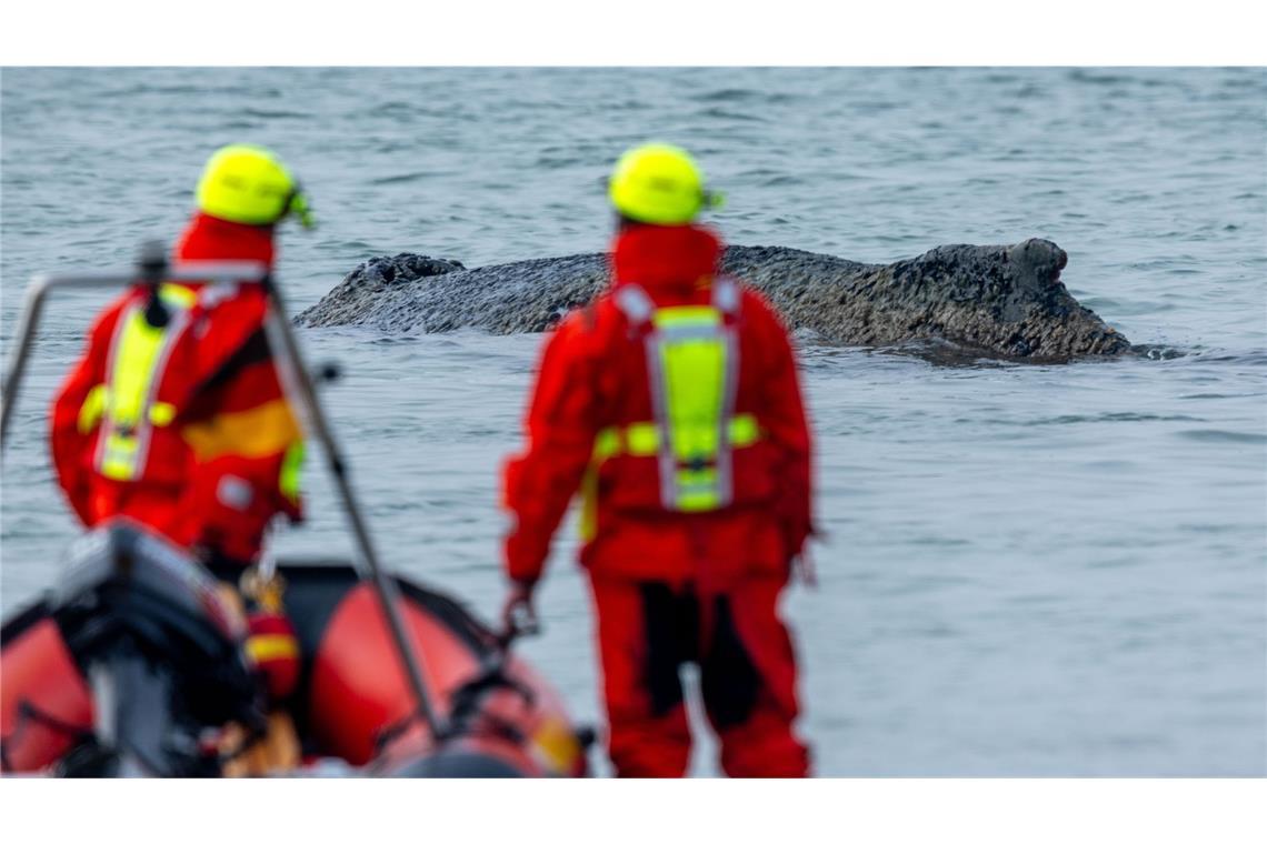 Sorge um den Buckelwal