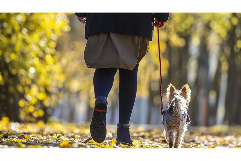 Spätherbst im Neckartal in Stuttgart. Am Uferweg leuchtet das letzte Herbstlaub in bunten Farben.