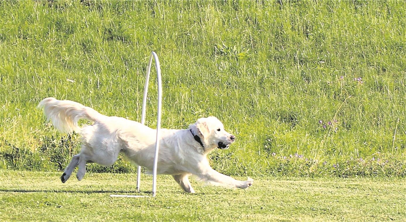 Hund und Mensch lernen im Parcours sehr viel