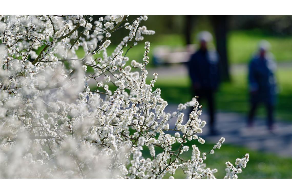 Spaziergänger gehen an einem blühenden Strauch vorbei. (Symbolbild)