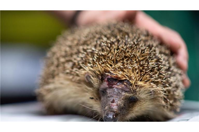 Speziell für Igel sind Mähroboter eine tödliche Gefahr