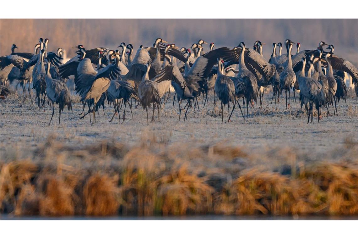 Spezielle Führungen, Sichtschirme und Aussichtstürme sollen die Störungen für die Tiere im Müritz-Nationalpark so gering wie möglich halten. (Archivbild)