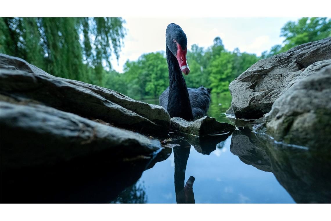 Bilder des Tages Spieglein, Spieglein: Ein Trauerschwan spiegelt sich im See des Schlosses Rosenau.
